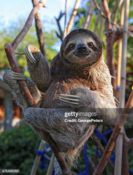 feliz, rescatada de la pereza - three toed sloth fotografías e imágenes de stock