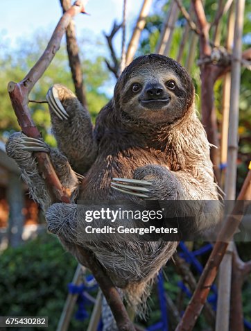 14,454 Sloth Animal Photos and Premium High Res Pictures - Getty Images 14,454 Sloth Animal Photos and Premium High Res Pictures - Getty Images