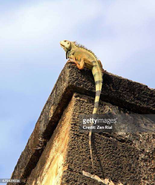 iguana on top of fort san cristobal (castillo san cristobal) wall - old san juan, puerto rico - old san juan wall stock pictures, royalty-free photos & images
