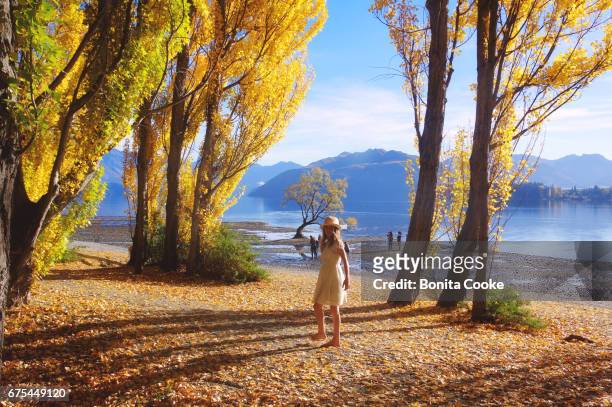 girl walking among autumn leaves and yellow poplar trees on the shore of lake wanaka - lake wanaka stock pictures, royalty-free photos & images
