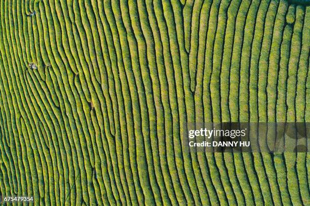 overlook of the tea trees field - tea tree stock pictures, royalty-free photos & images