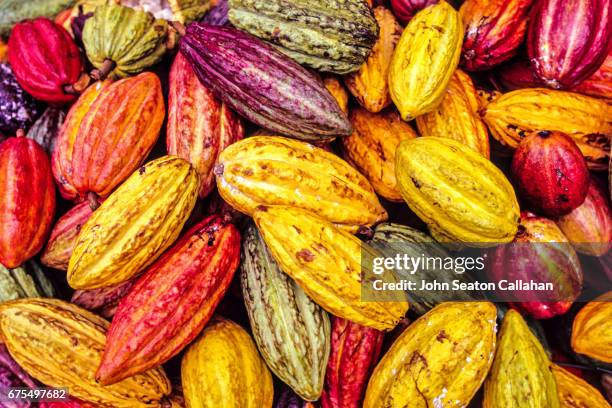 cocoa pods - kakaofrucht stock-fotos und bilder