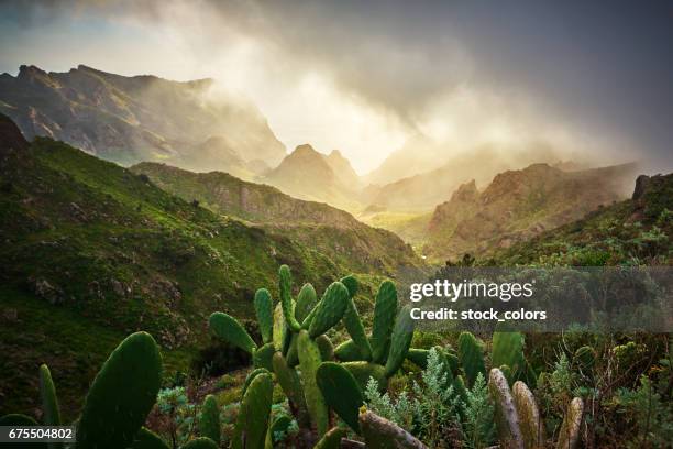 naturaleza increíble en valle de la montaña de teno - canary fotografías e imágenes de stock