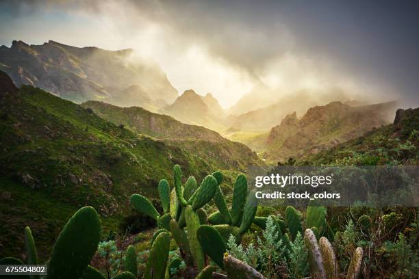 amazing nature in teno mountain valley - canary islands imagens e fotografias de stock