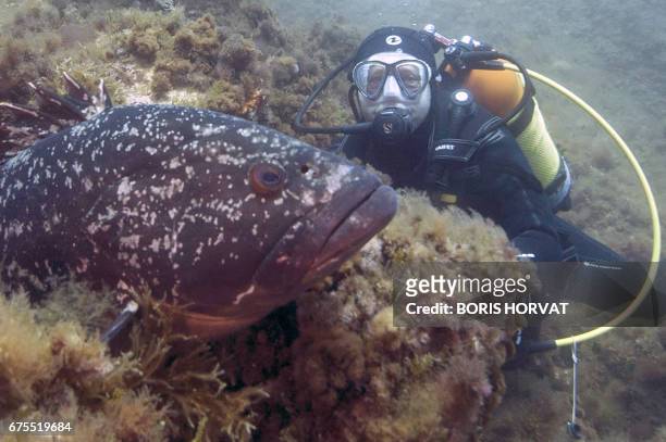Diver passes a Merou, or Grouper fish, on May 1, 2017 in the Port-Cros natural park. An emblematic fish of the Mediterranean Sea, the Merou, victim...