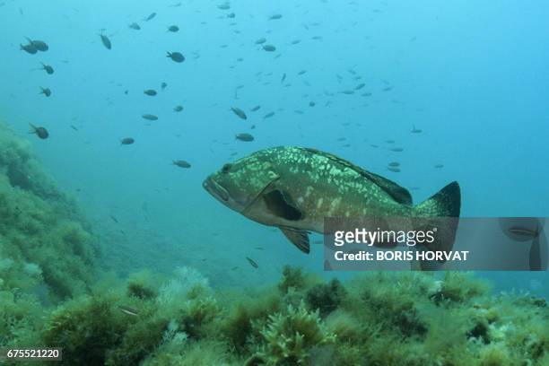 This photo taken on May 1, 2017 shows a Merou, or Grouper fish, in the Port-Cros natural park. An emblematic fish of the Mediterranean Sea, the...