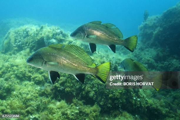 This photo taken on May 1, 2017 shows a Corb, or brown meagre fish, in the Port-Cros natural park. - An emblematic fish of the Mediterranean Sea, the...