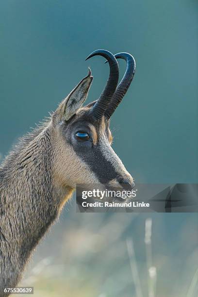 chamois, rupicapra rupicapra, portrait - chamois - animal stock pictures, royalty-free photos & images