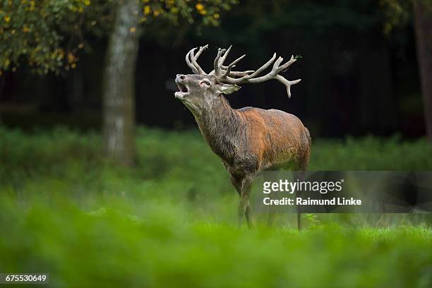 red deer, cervus elaphus, male, in rutting season - call of the wild 個照片及圖片檔