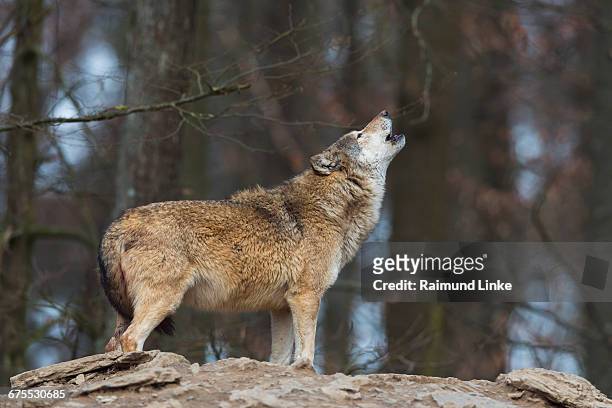gray wolf, canis lupus lupus, howling - grijze wolf stockfoto's en -beelden