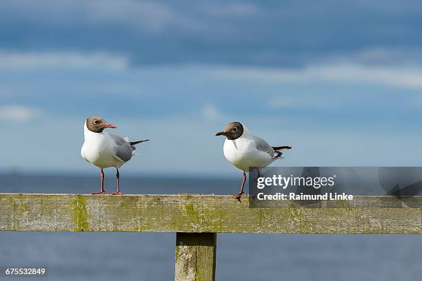 black-headed gull, larus ridibundus - kokmeeuw stockfoto's en -beelden