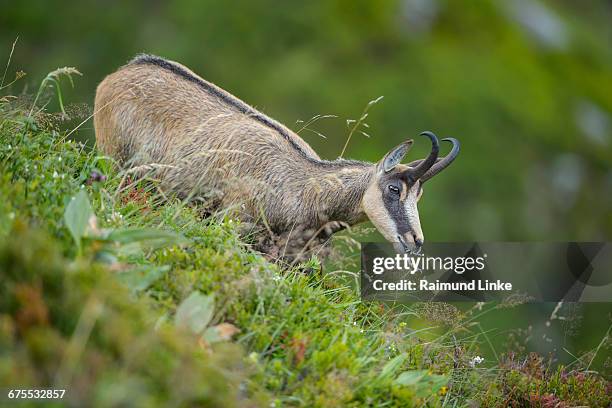 chamois, rupicapra rupicapra - chamois stock pictures, royalty-free photos & images