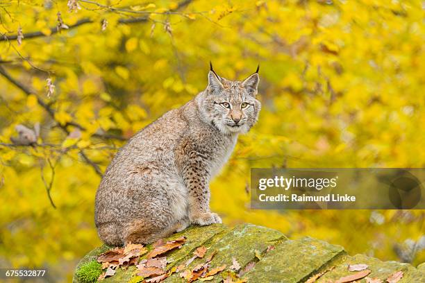 eurasian lynx, lynx lynx, in autumn - lince eurasiático fotografías e imágenes de stock