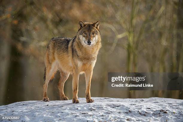 gray wolf, canis lupus lupus, in winter - lobo fotografías e imágenes de stock