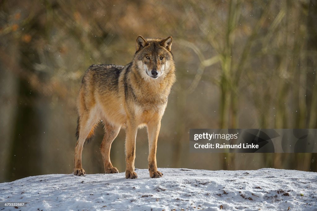 Gray Wolf, Canis lupus lupus, in Winter
