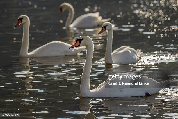 mute swan, cygnus olor, group of swans - mute swan stock pictures, royalty-free photos & images