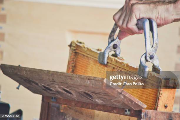 a frame from a langstroth bee hive. - bee pupa stock pictures, royalty-free photos & images