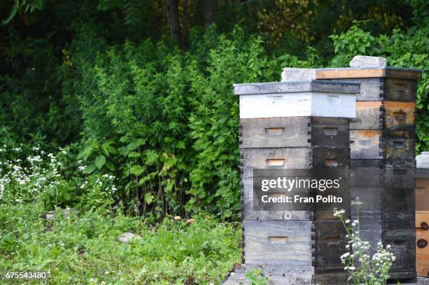 langstroth beehives on pallets. - ローヤルゼリー ストックフォトと画像