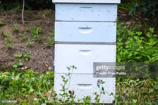 langstroth beehives on pallets. - africanized honey bee stock pictures, royalty-free photos & images