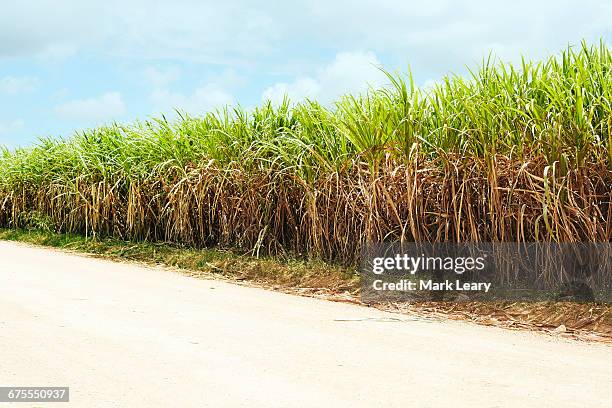 sugarcane - sugar cane field stock-fotos und bilder