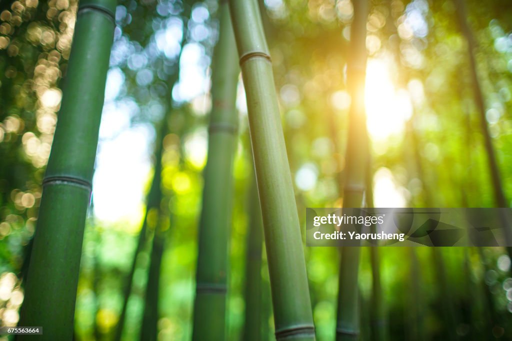 Bamboo forest  with sunshine in the morning