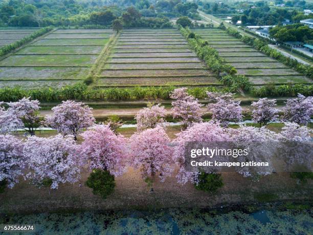 pink trumpet tree tabebuia rosea blossom in kamphangsean, nakornpathom, thailand - tabebuia stock pictures, royalty-free photos & images