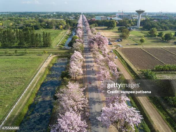 pink trumpet tree tabebuia rosea blossom in kamphangsean, nakornpathom, thailand - tabebuia stock pictures, royalty-free photos & images