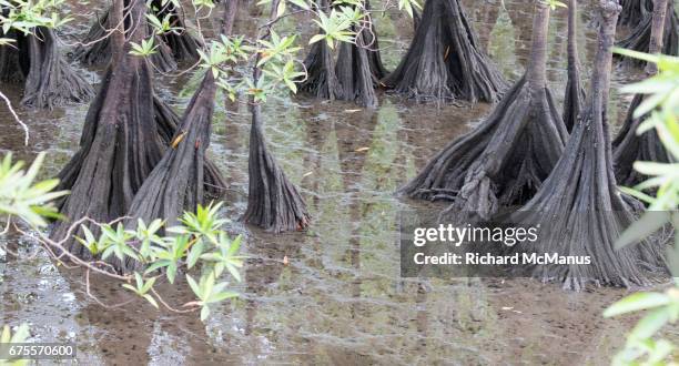 mangrove landscape near bahia solano . - choco stock-fotos und bilder