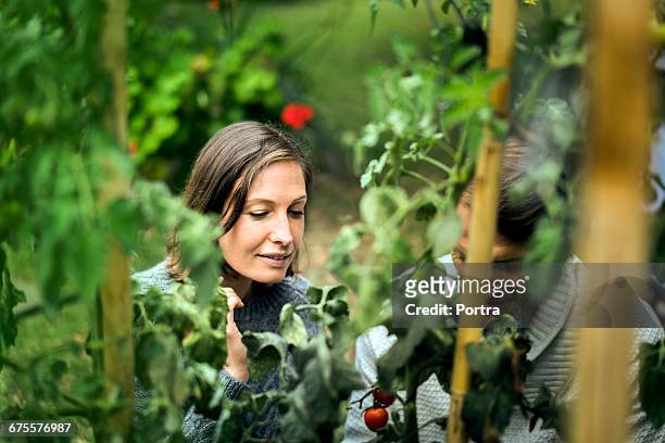 smiling couple working in organic garden - plant de tomate bildbanksfoton och bilder
