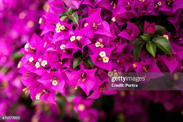 close-up of bougainvilleas blooming outdoors - buganville foto e immagini stock