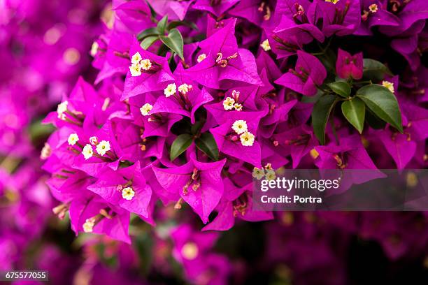 close-up of bougainvilleas blooming outdoors - buganvília imagens e fotografias de stock