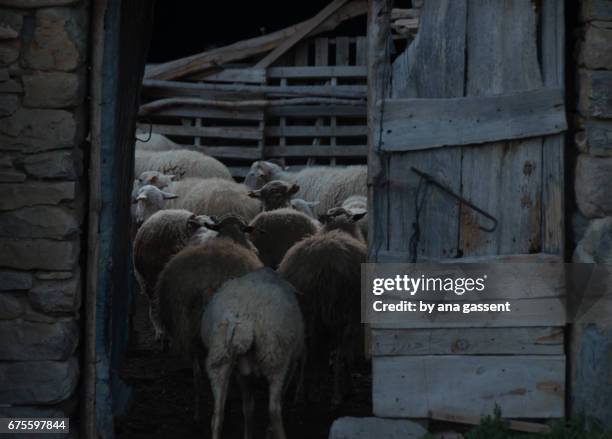 ovejas - oveja stockfoto's en -beelden