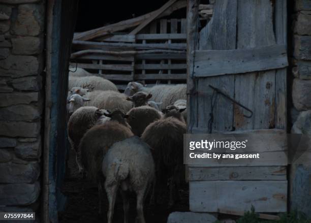 ovejas - ganado mamífero ungulado stock pictures, royalty-free photos & images