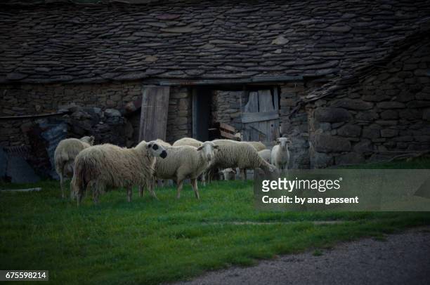 ovejas - ganado mamífero ungulado stock-fotos und bilder