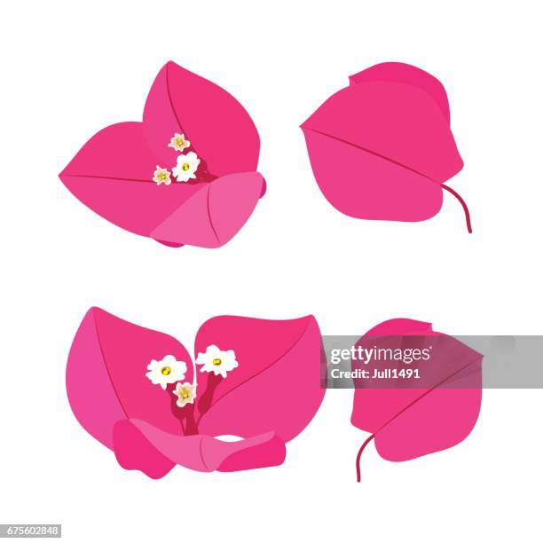 ilustrações de stock, clip art, desenhos animados e ícones de pink flowers set - buganvília