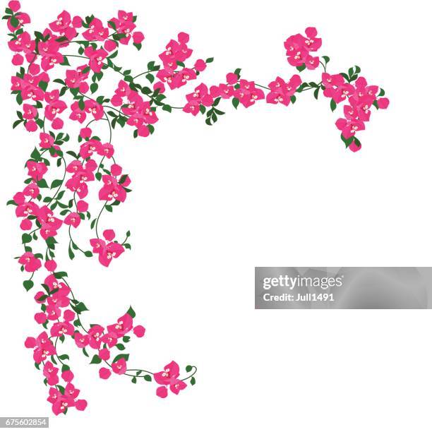 stockillustraties, clipart, cartoons en iconen met mooie roze bloemen - bougainville