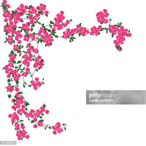 ilustrações de stock, clip art, desenhos animados e ícones de beautiful  pink flowers - buganvília
