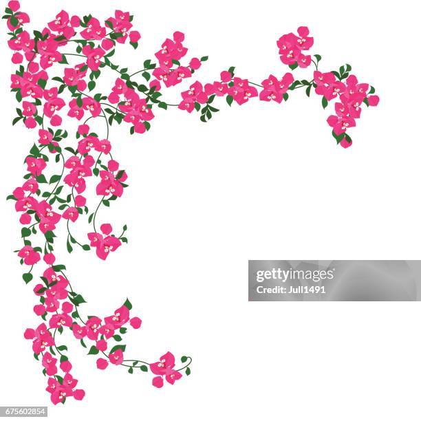 beautiful  pink flowers - bougainvillea stock illustrations