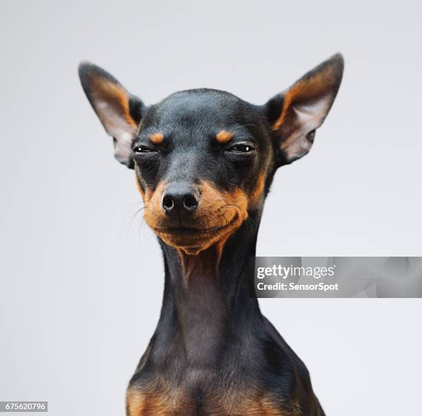 perro pinscher miniatura lindo - disgusto fotografías e imágenes de stock