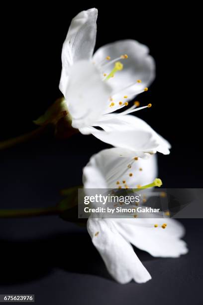 white flowers close up still life - open round two stock pictures, royalty-free photos & images