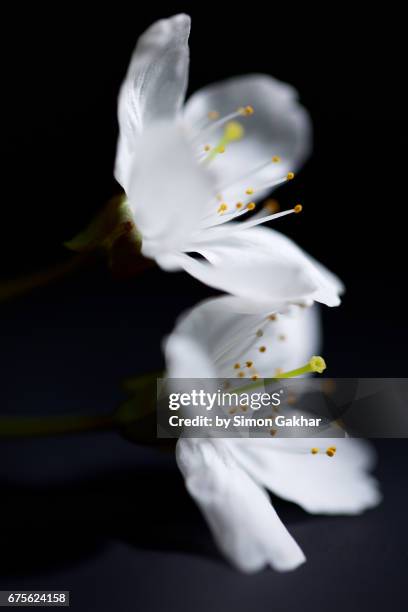 white flowers close up still life - open round two stock pictures, royalty-free photos & images
