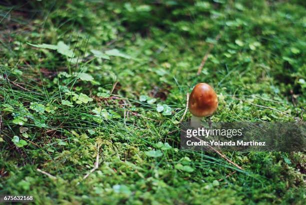 mushroom - césped stock-fotos und bilder
