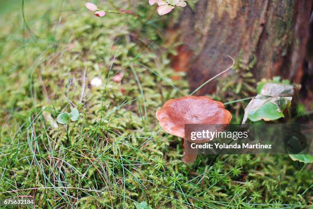 mushroom - césped stock-fotos und bilder