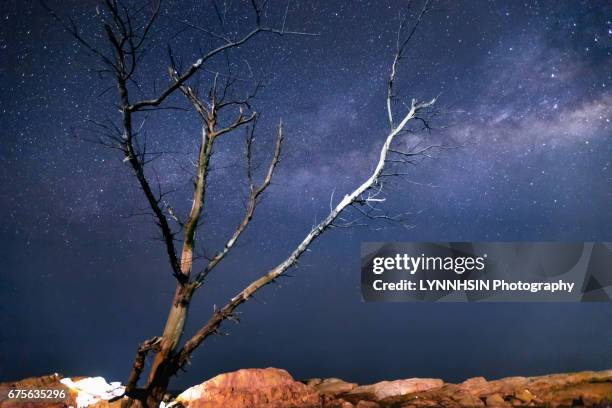 side lit old trees under the milky way - lynnhsin stock-fotos und bilder