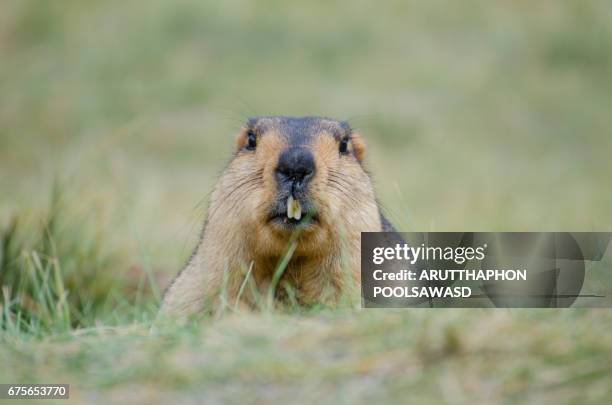 himalayan marmot near road to pangong lake , leh , ladakh , north india - marmota stock-fotos und bilder