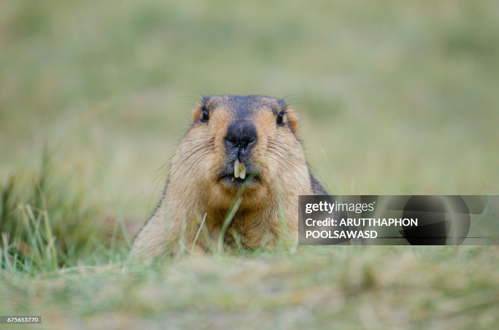 Himalayan marmot near road to pangong lake , leh , ladakh , north India