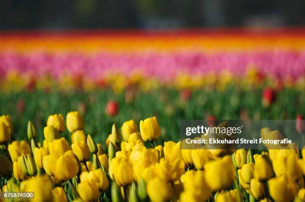 tulips of the netherlands - blühend - fotografias e filmes do acervo