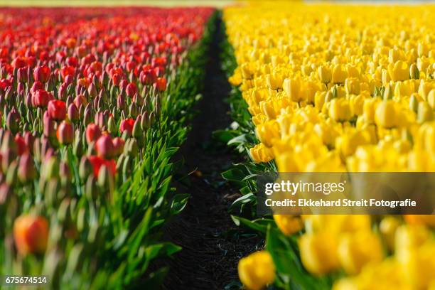 tulips of the netherlands - blühend foto e immagini stock