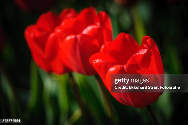 tulips of the netherlands - blühend - fotografias e filmes do acervo