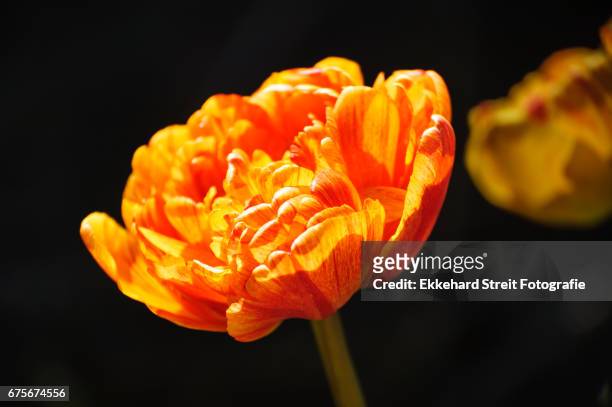 tulips of the netherlands - blühend fotografías e imágenes de stock